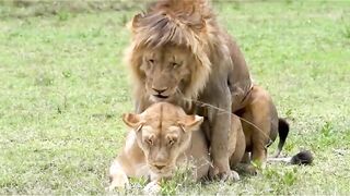 Lion mating