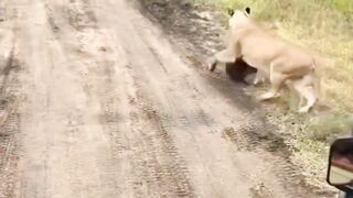 Lion hunting a buffalo calf