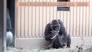 Love gorilla