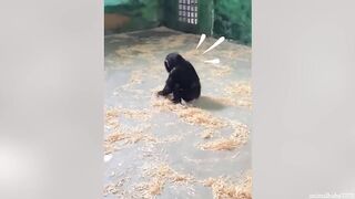 Monkey funny