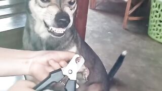 Funny Pet