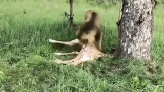 #Lion hunt a baby giraffe
