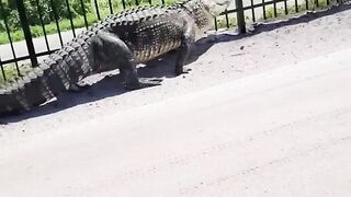 Giant alligator bends metal fence while forcing its way through