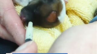 Newborn puppy rescued