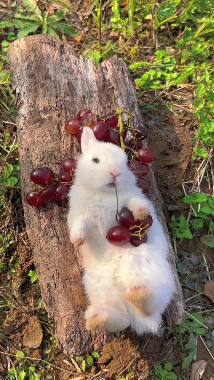 Little Cute Pet In The Garden  The Little Rabbit Misses You Cute Pet 