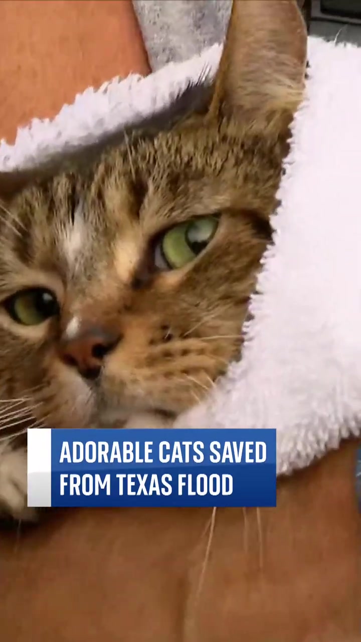 Cat Named 'fuzzy Bear Buckets' And Three Kittens Rescued From Flash 