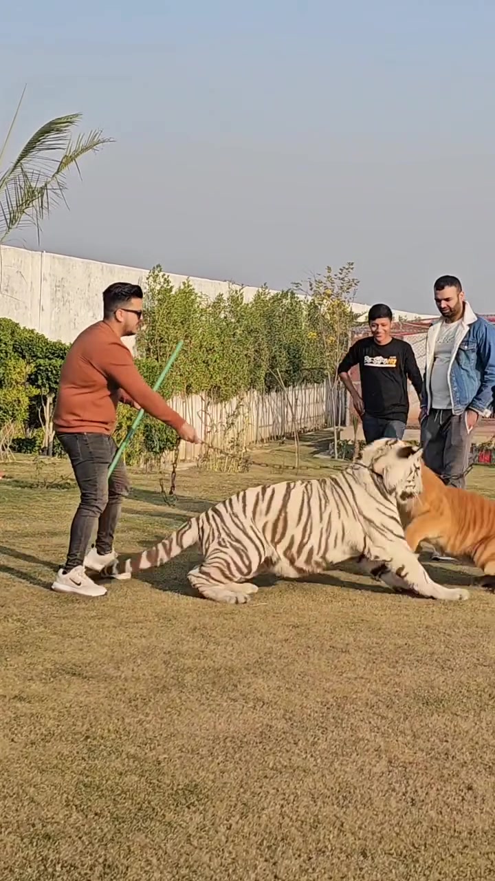 Lion Vs Tiger King By Saymi1 On Febspot