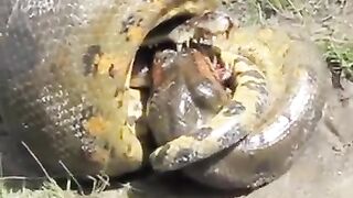 anaconda vs crocodiel