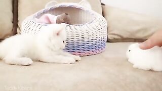 White kitten and white Tiny bunnies ????(360P).