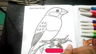 DRAWING SEED EATING BIRD