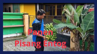 Panen Pisang Entog