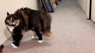 Part 3 | Funny cat videos #funnycats #funnyanimals #funnypets