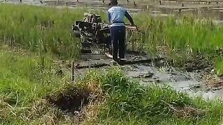 Plowing the Rice Field