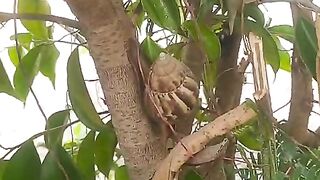 Tree-climbing Snail