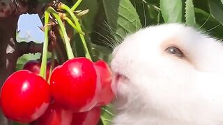 The little bunny looks so greedy eating cherries. Cute rabbit. Cute little garden pet.