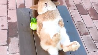 The cute rabbit that lies down after eating has a debut plan. Rabbit, a cute little pastoral pet.