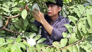 Today, Mr. Lu took a break from his busy schedule to pick guava.