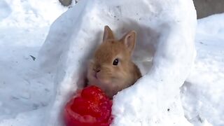 Snow dog hugs little rabbit, cute pet rabbit, little cute pet in countryside.