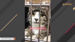 Shelter cat makes saddest face to get adopted