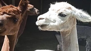 Alpaca