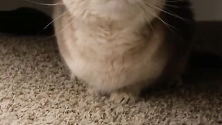 Cat video