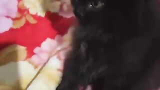 Funny Cute Cat Videos 2024#shorts #youtubeshorts #ytshorts @boxtoxtv @awwanimals ‎@Animals.House.