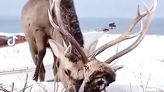 Deer gets into fight and it’s pretty clear who won…