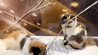 Funny Cats | Funny Video Compilation - Fails Of The Week