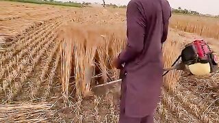 گندم کٹائی کی جدید مشین #smallbusiness #automobile #farming #grasscutter #agriculture