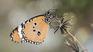 Nature butterfly