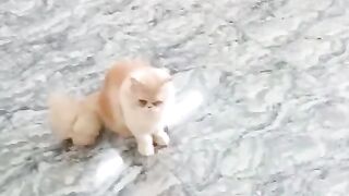 funny cats video 7