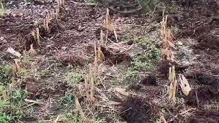 plowing fields using a tractor machine