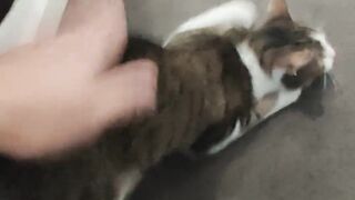 Cute tapping Kittens