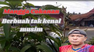 Mangga Cokanan berbuah tanpa mengenal musim