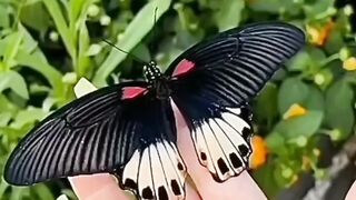 Beautiful butterfly 5