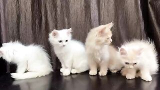 NEW CATS VIDEO 2024 | funny animal videos