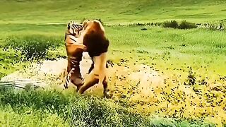 Lion and tiger fight moment
