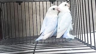 Australian Parrots Breeding Tips in Urdu | Budgies Colony Cetup Breeding Progress|australian Parrots