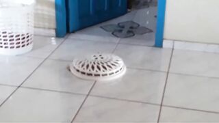 Gatinho Robô limpador de chão