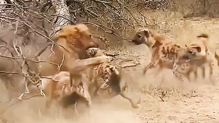 Lion amd hayna fight