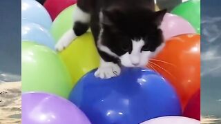 Funny cat 278