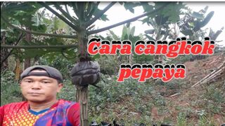 Cara Cangkok Tanaman Pepaya