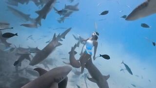 Swim with sharks