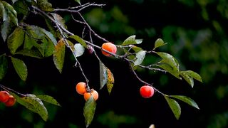 Delicious orange fruit