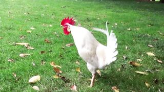 Rooster Crowing