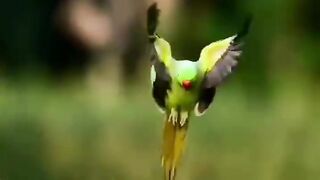 Green parrot ????#febspot #Trending️