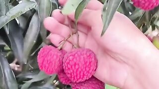 Funny fruits 2