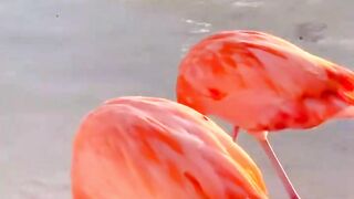 Surprising Facts About Flamingos You Didn't Know! #factsanimal #flamingo #birds
