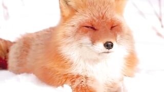 Foxes Intelligent Animals with Mysterious Facts That Will Amaze You! #factsanimal #animals #fox