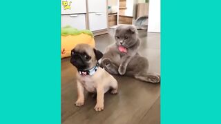 Dog and cat funny video 2